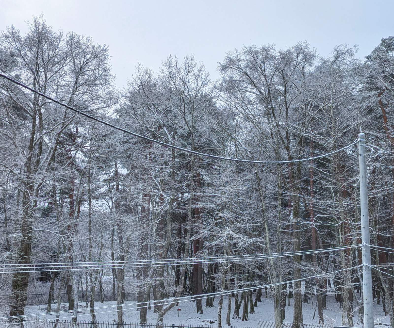 パインズパーク（諏訪の森）