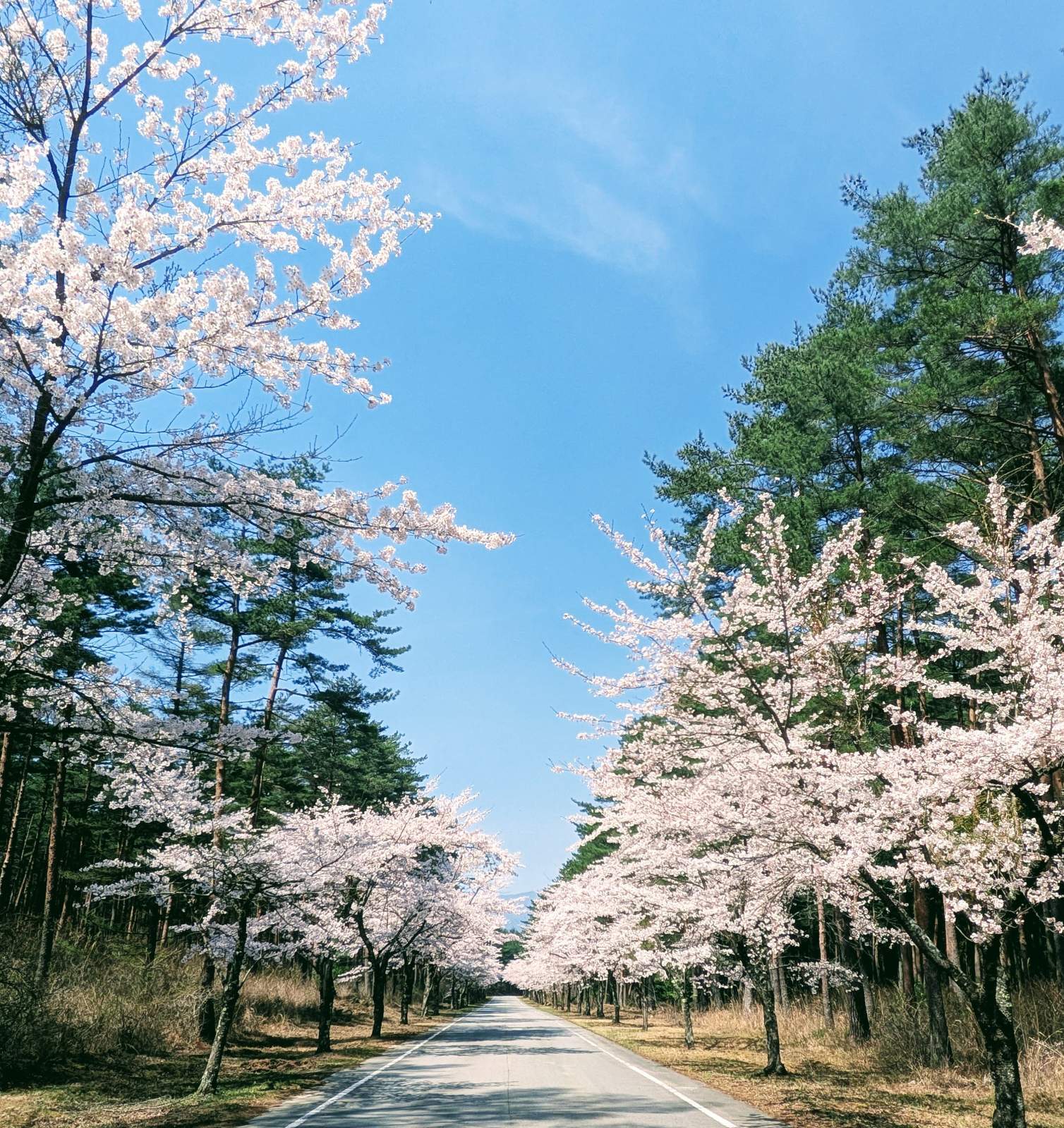 画像: 桜
